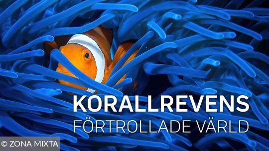 Korallrevens förtrollade värld
